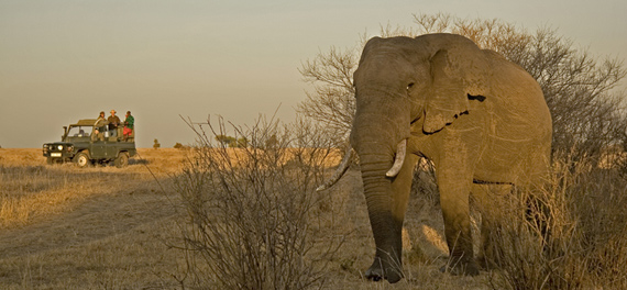 Richard's Camp - Game Drive