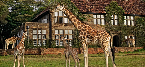 ken_nairobi_giraffe_main.jpg