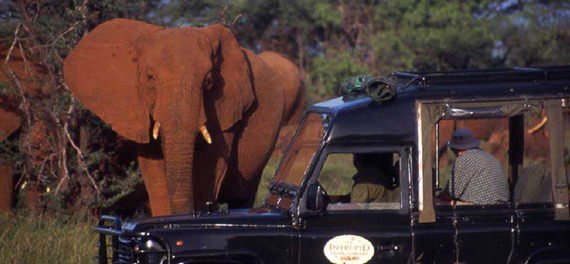 Samburu Intrepids - Game Drive