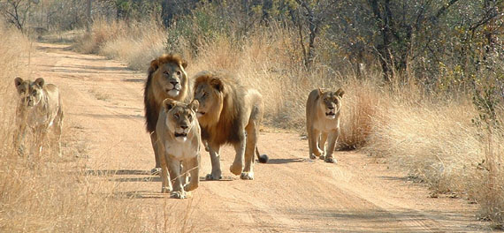 Lions at Kwafubesi