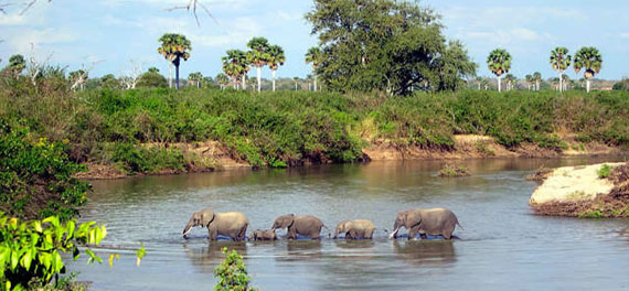 Elephant Crossing