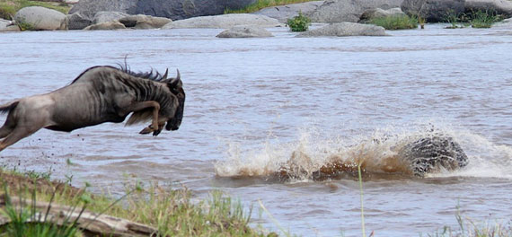 serengeti game drive