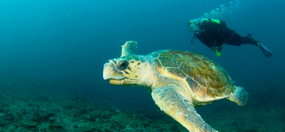 Benguerra Lodge - Diving