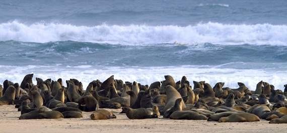 Skeleton Coast Camp - Seal Colony