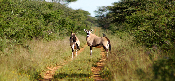 Waterberg Wilderness Lodge - Oryx