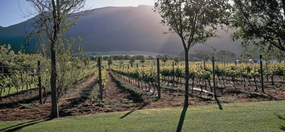 Constantia Uitsig - Vineyard