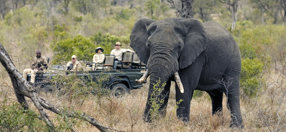 Game Drive at Singita Private Game Reserve 