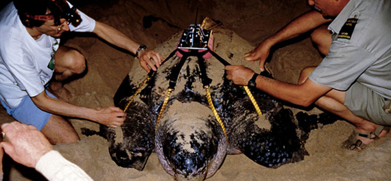 Turtle Tracking at Rocktail Bay