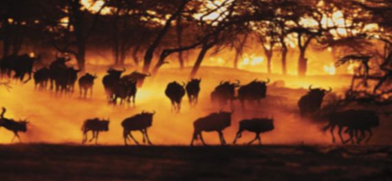 Serengeti Sopa Lodge