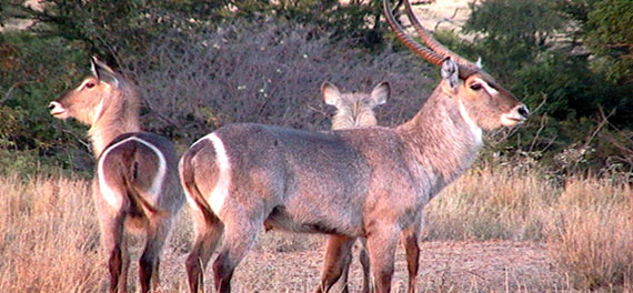 Mohlabetsi Safari Lodge
