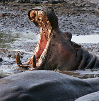 Hippo - Katavi National Park