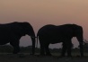 Khwai River Lodge Moremi