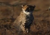 KichecheLaikipia