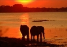 Muchenje Chobe Botswana