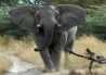 Susuwe Island Lodge Caprivi