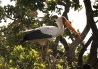 Kanana Okavango