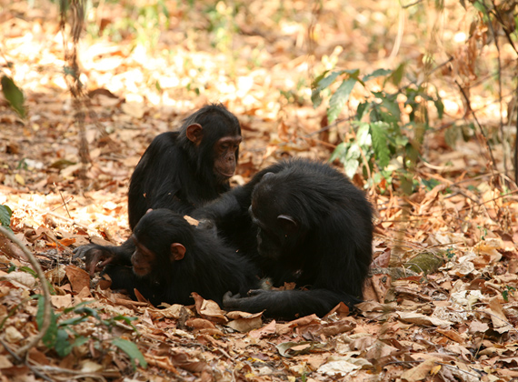 Gombe Stream National Park