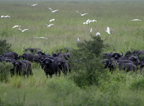 Katavi National Park