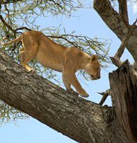 Lake Manyara's Tree Climbing Lions