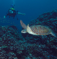 Diving near Pemba Island