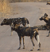 Wild Dog in Ruaha National Park