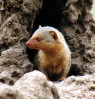 Tarangire National Park