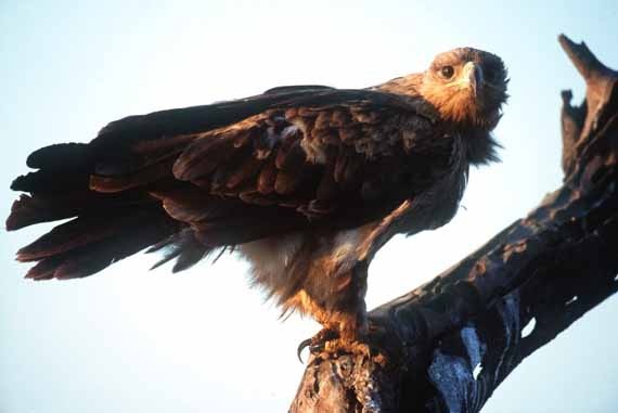 Kenya eagle