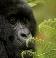 Gorilla in Bwindi National Park