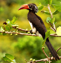Crested Hornbill