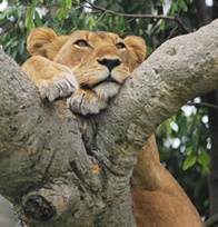 Lion in Queen Elizabeth National Park