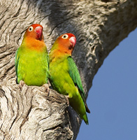 Love Birds