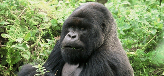 Gorilla Tracking in Uganda