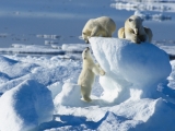 Arctic Cruises Polar Bears