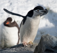 Antarctic Cruise penguins