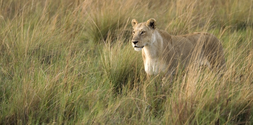 Lion in the Okavango, Botswana. Image credit: Wilderness Safaris