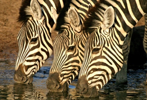 Botswana Safari Holiday