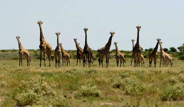 Botswana Safari Holiday