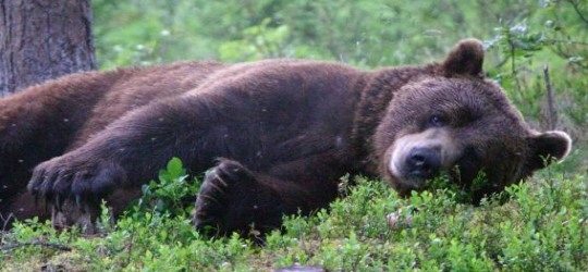 Brown-bear-Finland