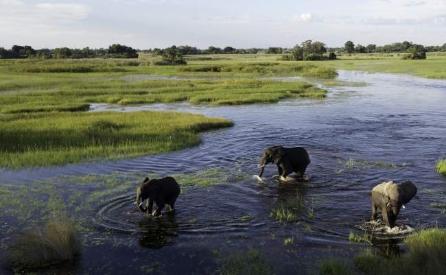 Okavango Delta elephant. Img credit: Wilderness Safaris