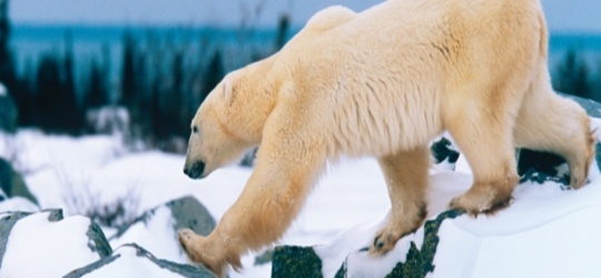 Polar Bear Tour