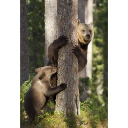 Bear Watching in Finland