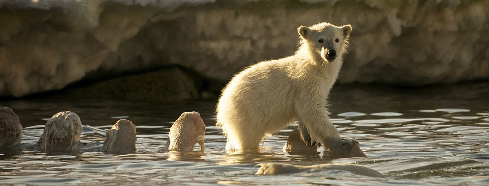 Polar Bear Tours