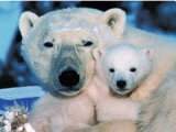 Polar Bear Tour