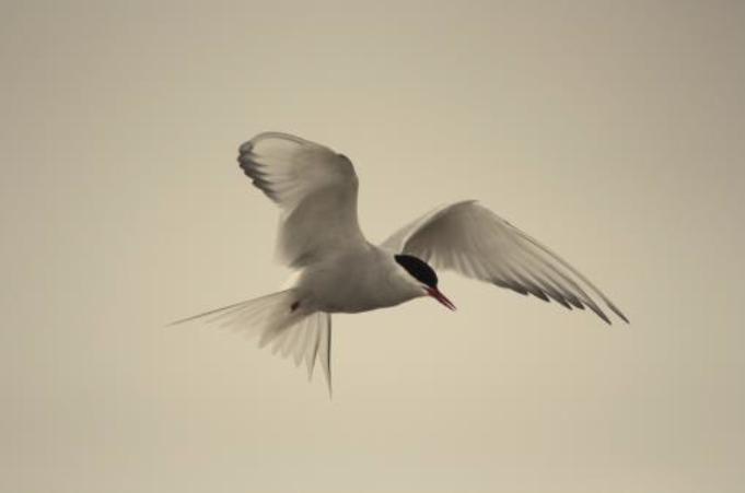 Polar Holiday Bird