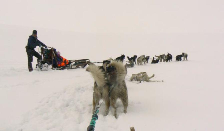 arctic holiday dogs