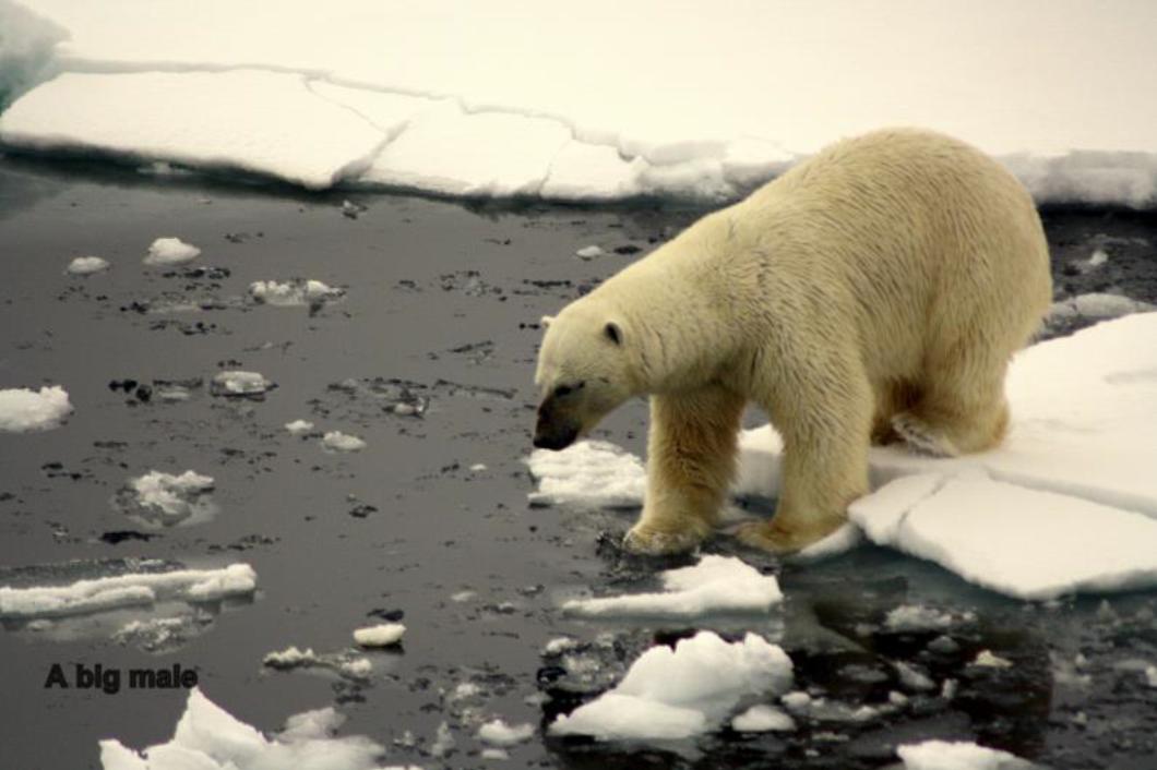 Arctic Holiday Polar Bear
