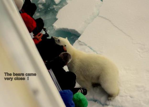 arctic holiday polar bear