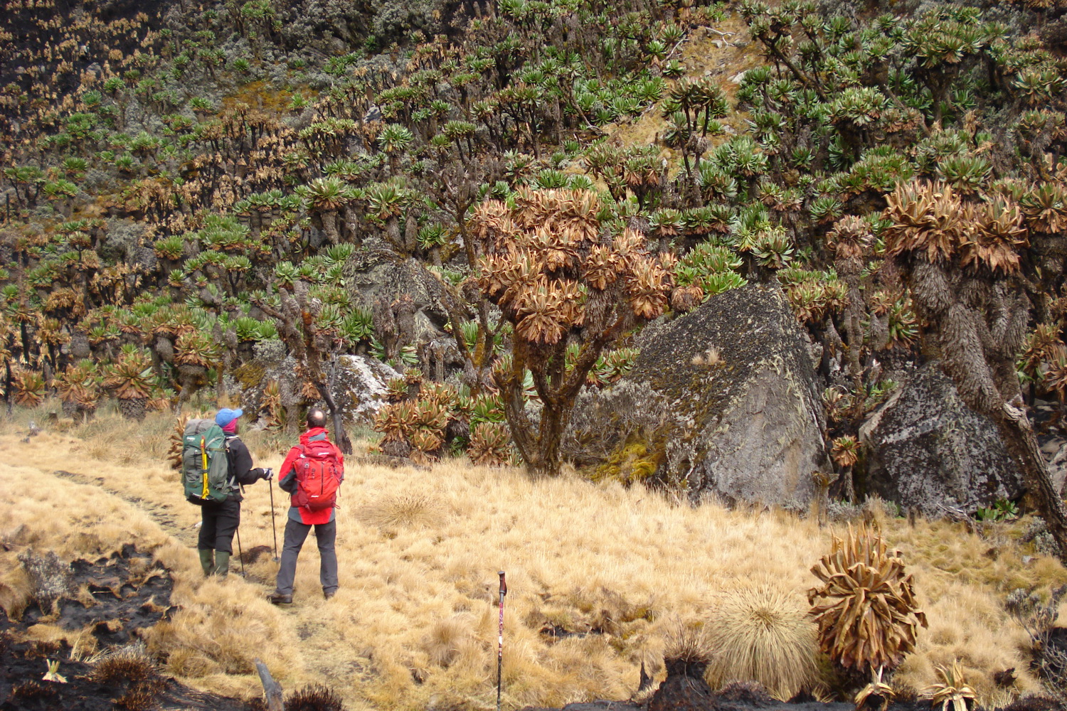 Trekking Rwenzori Mountains