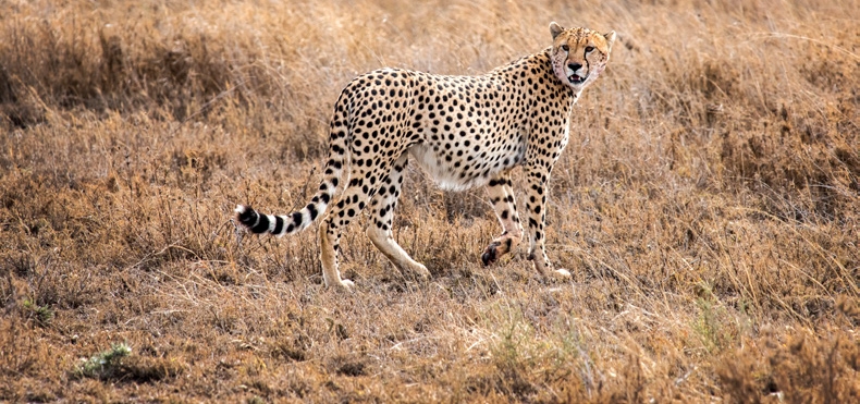 Cheetah in the Serengeti, Tanzania. Photo by Josephine Collingwood.