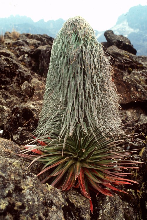 Mt Kenya Trek